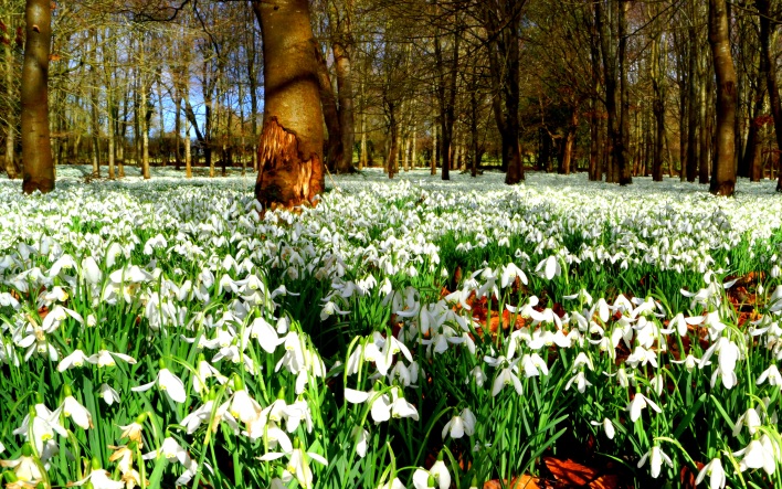 Snowdrops at Welford Park, Berkshire